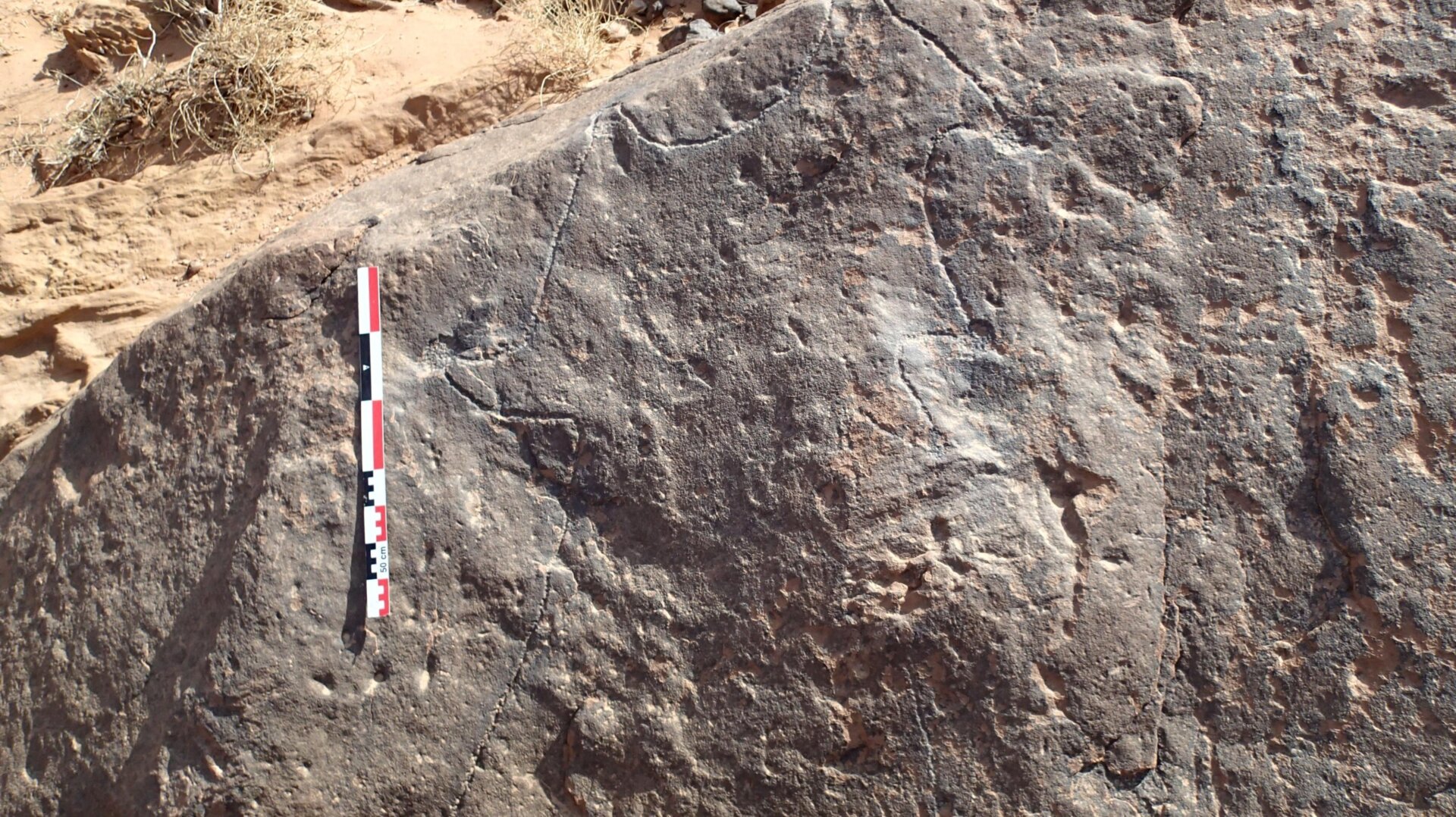 Ancient Rock Carvings Reveal Sophisticated Hunting Strategies in the Middle East