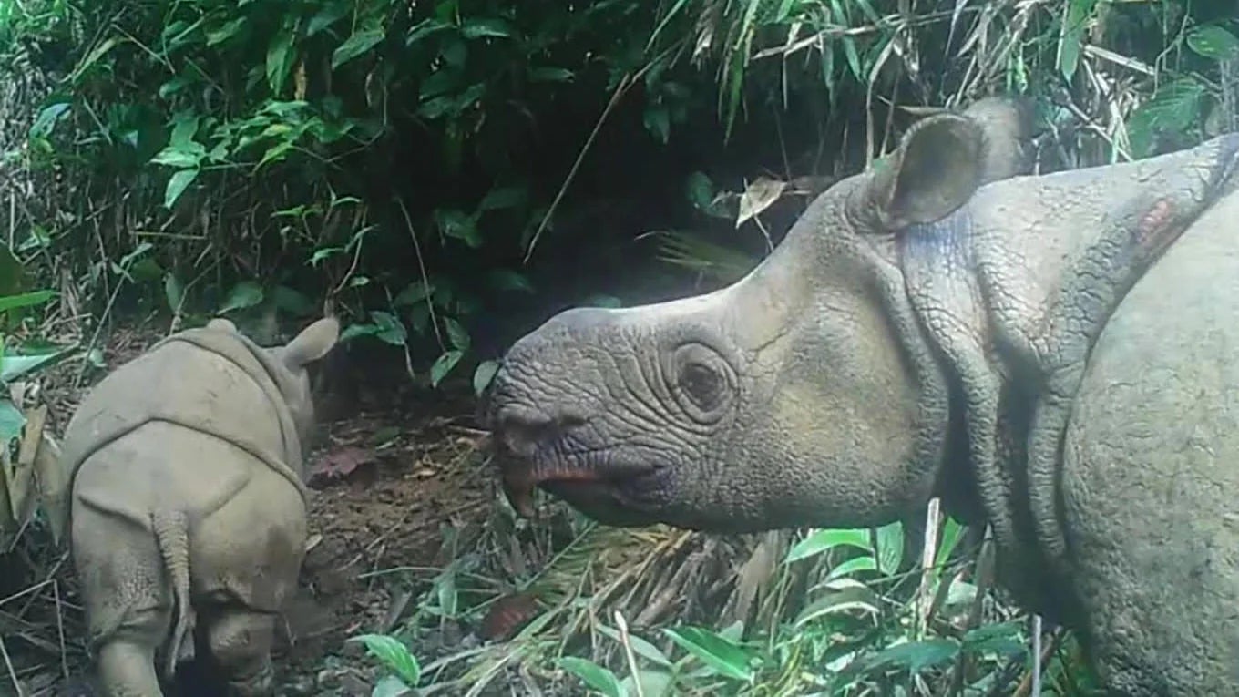 New Javan Rhino Calf Spotted in Indonesia, Boosting Critically Endangered Population