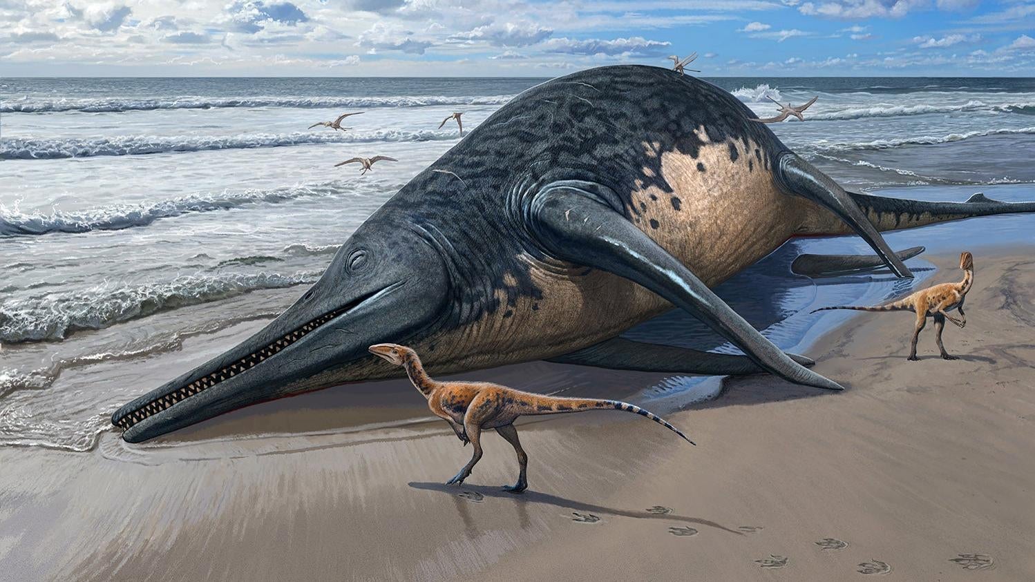 Ichthyosaur Jawbone Suggests Existence of Massive Marine Reptile