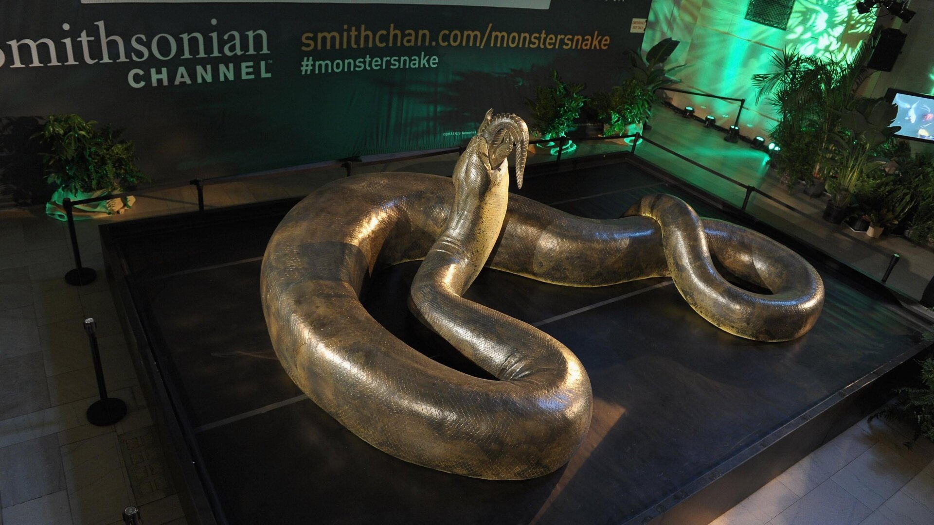 A life-size reconstruction of Titanoboa. Vasuki may have been longer.