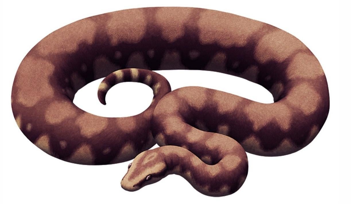 Vasuki indicus: Potentially the Largest Snake Ever Discovered