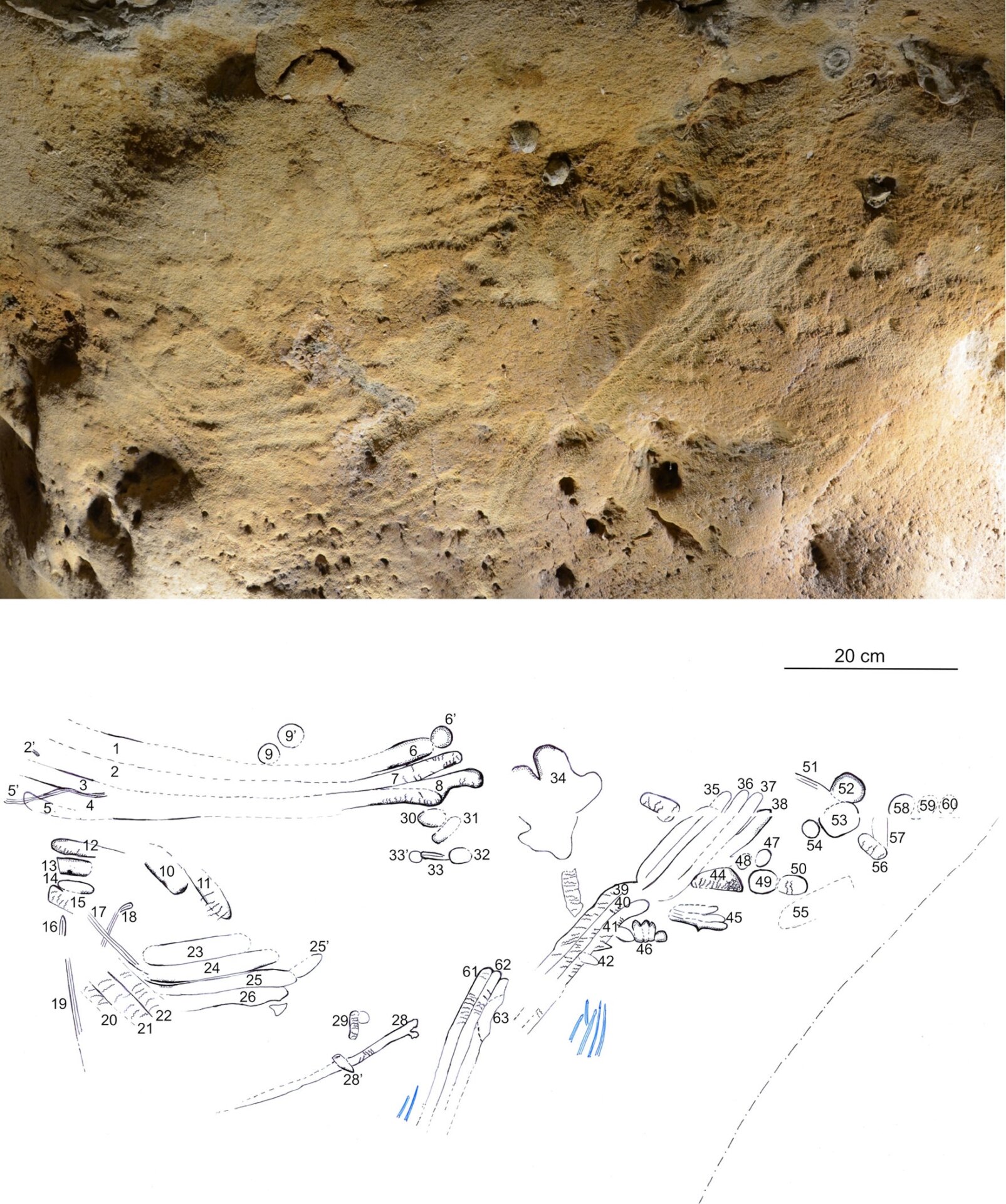 Finger fluting in the cave (top) and a graphic showing the number and shape of the markings.