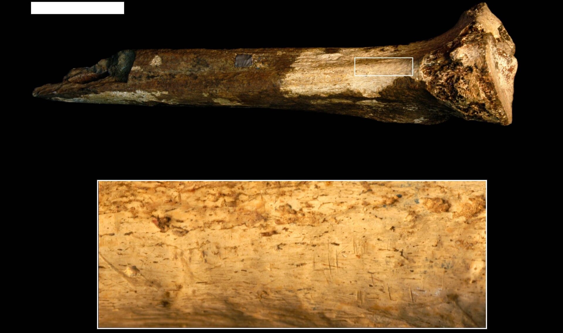 Earliest Evidence of Hominin Cannibalism? 1.45 Million-Year-Old Tibia Reveals Cut Marks