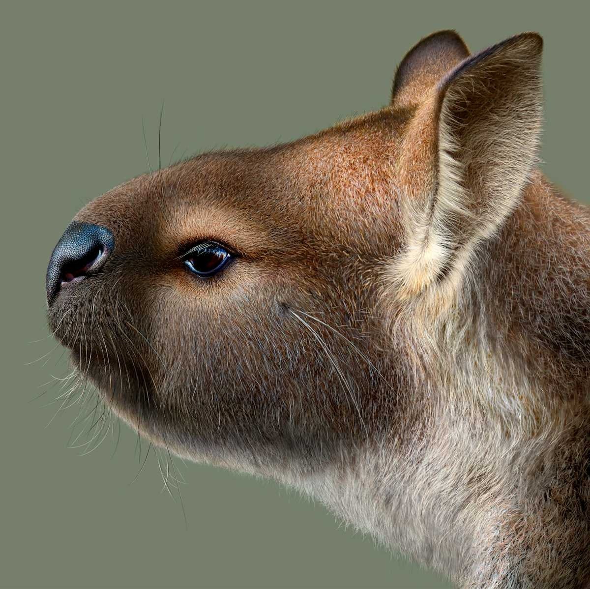 Artistic reconstruction of Simosthenurus occidentalis.