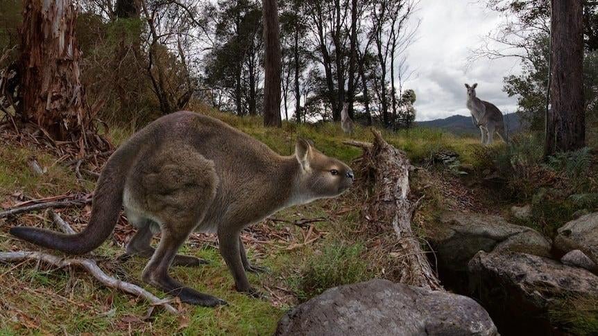 Unearthing a Prehistoric Kangaroo: A Two-Year Journey into Victorian Caves