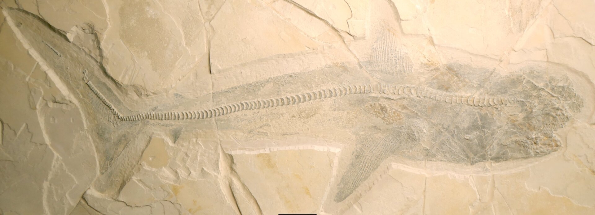 Exquisite Ptychodus Fossils Shed Light on Ancient Shark's Life and Lineage