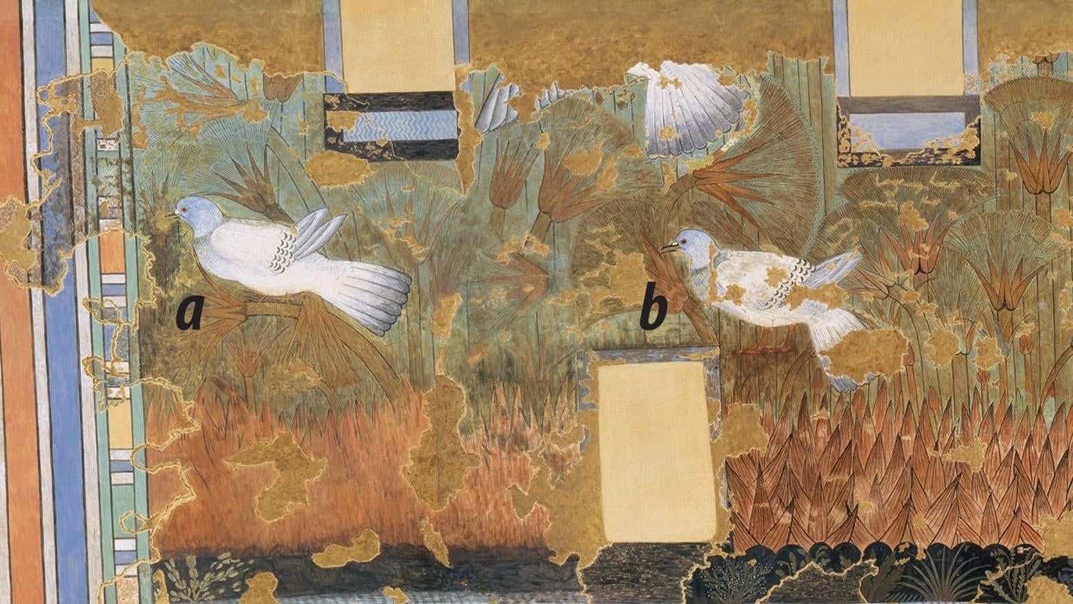 Rock pigeons in the facsimile paintings.