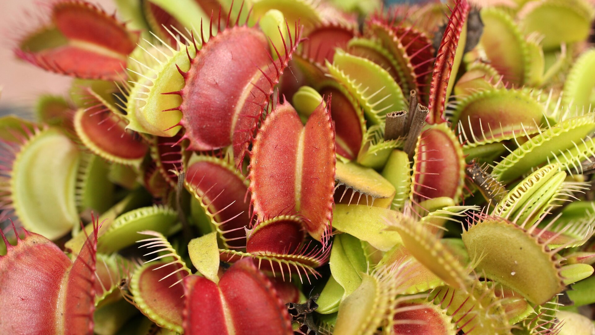 Venus Flytraps Generate Magnetic Fields: A New Study