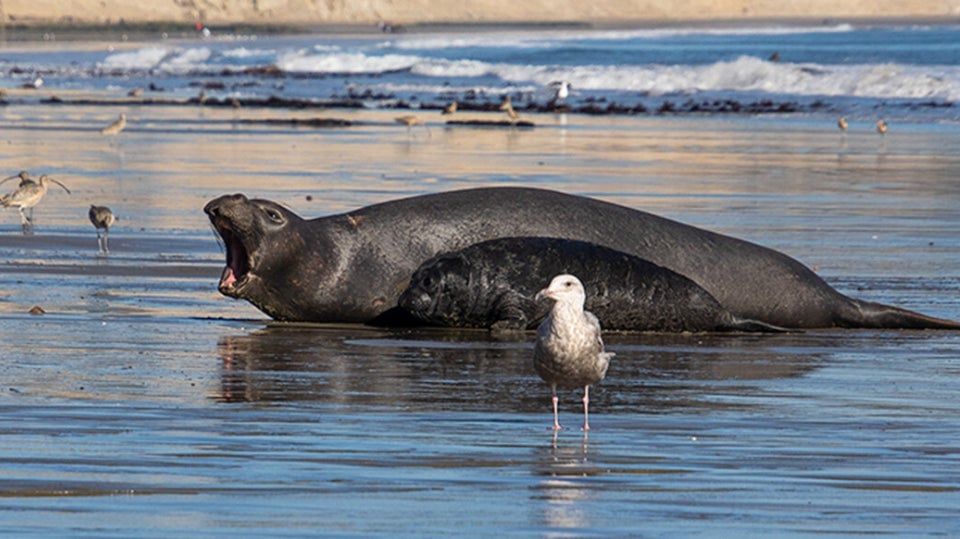 Elephant Seal's Heroic Rescue of Drowning Pup