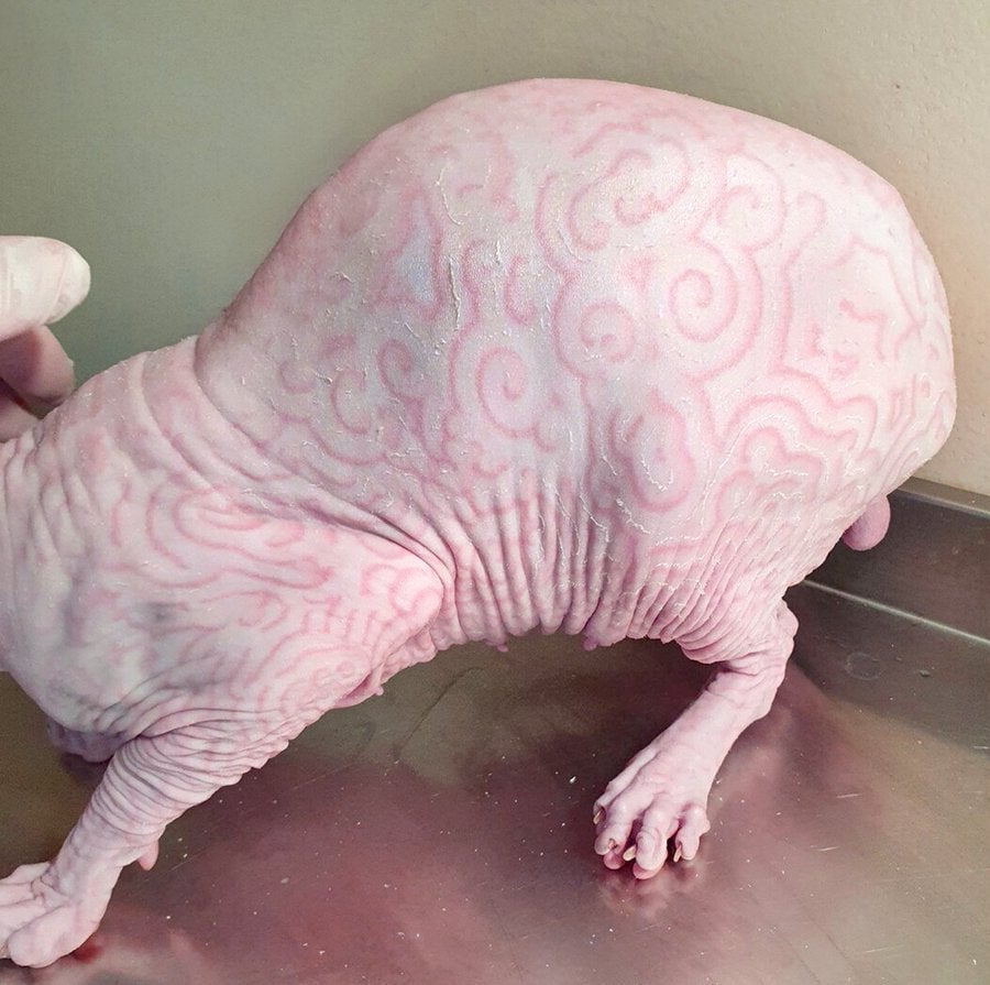 Figurate Erythema: Unraveling the Mystery of Swirling Rashes in Sphynx Cats