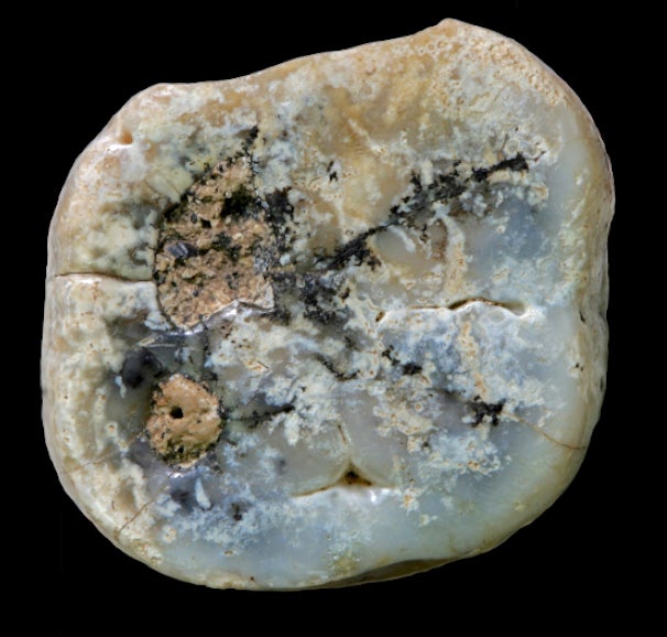 A Paranthropus molar found at the site.