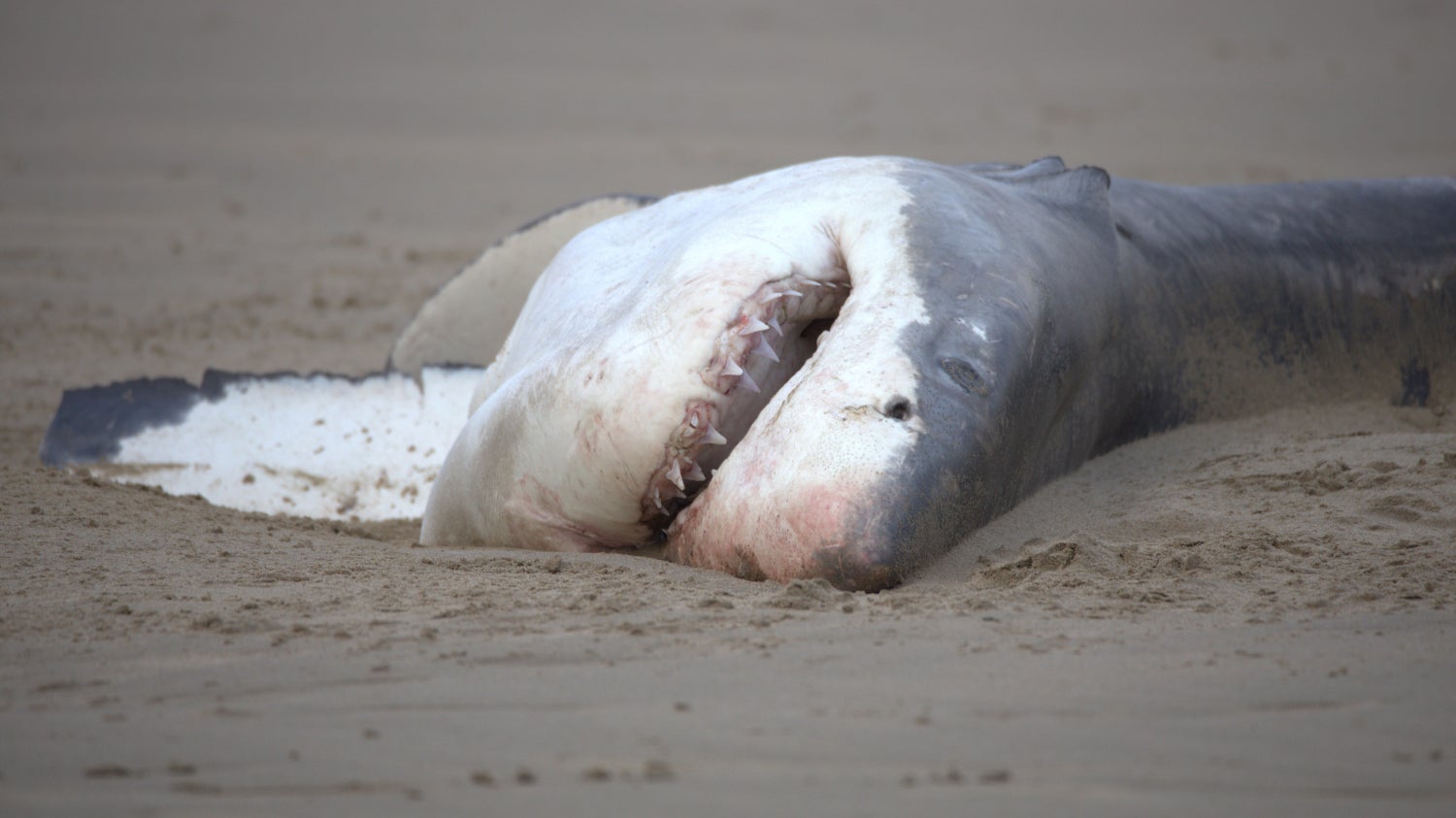 Lone Orca Devours Great White Shark in Minutes