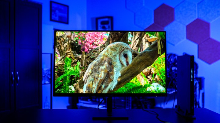 A video of an owl on the HP Omen Transcend 32.