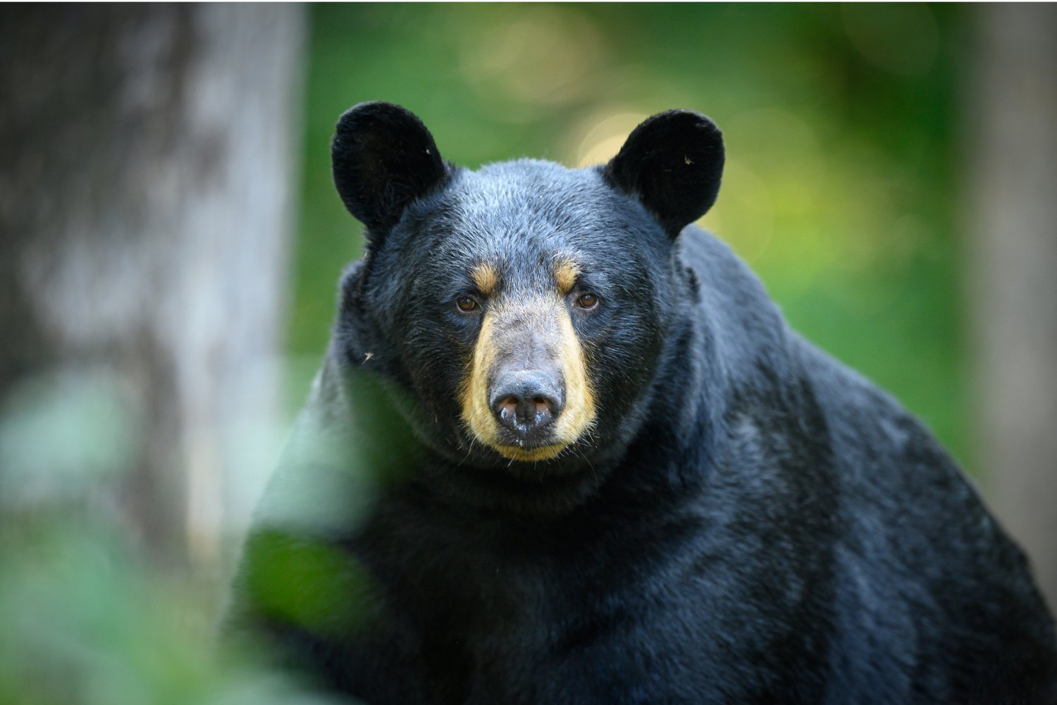 Parasitic Eyeworm Spreading to Black Bears in the US