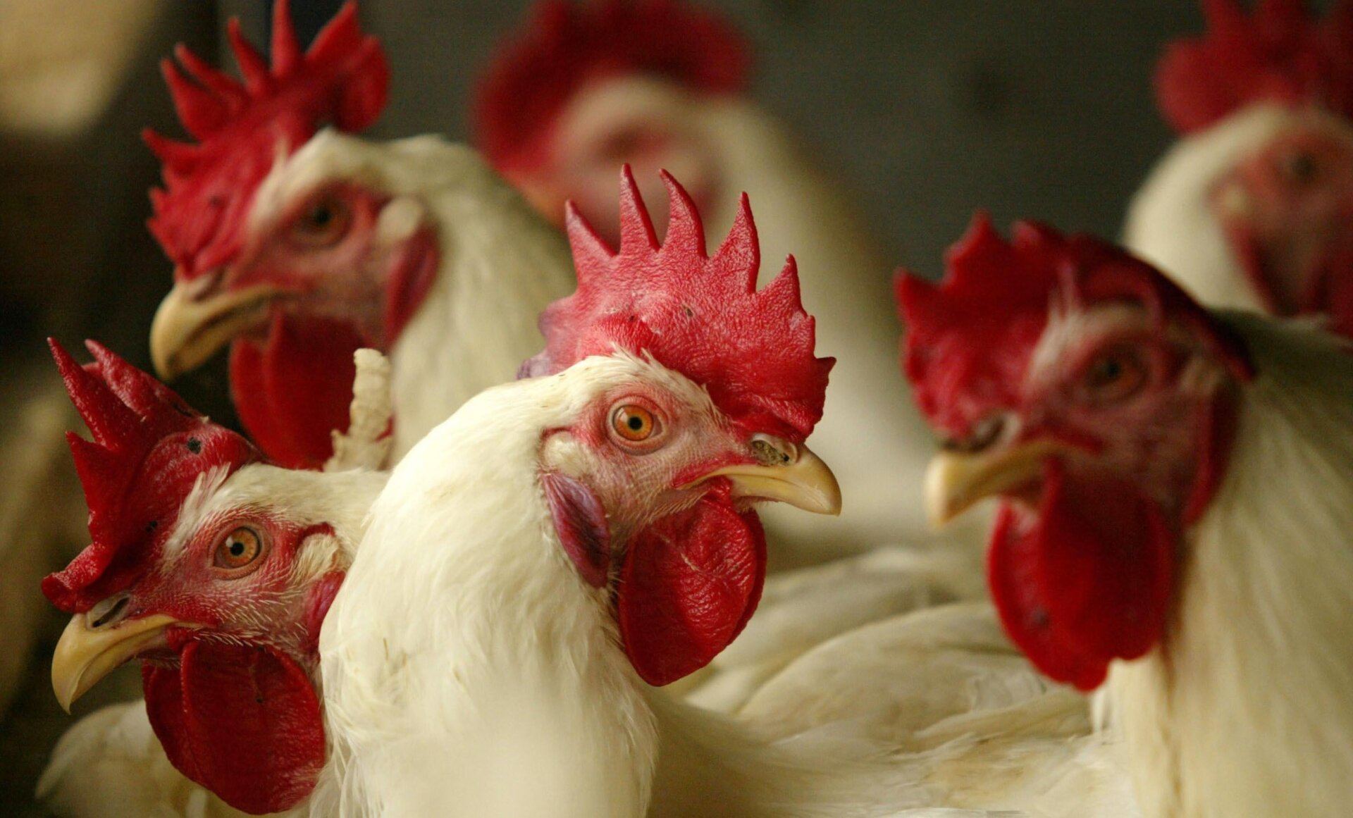 When Did Chickens First Cross the Road? New Research Pinpoints Domestication