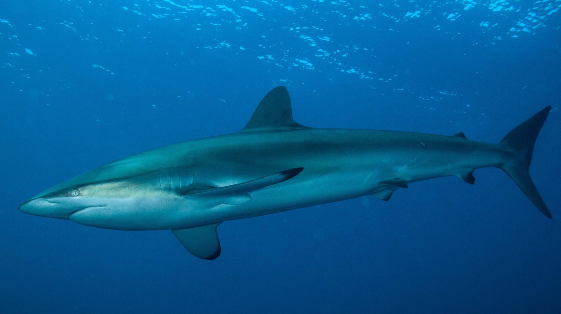 A silky shark (Carcharhinus falciformis) in its natural habitat.