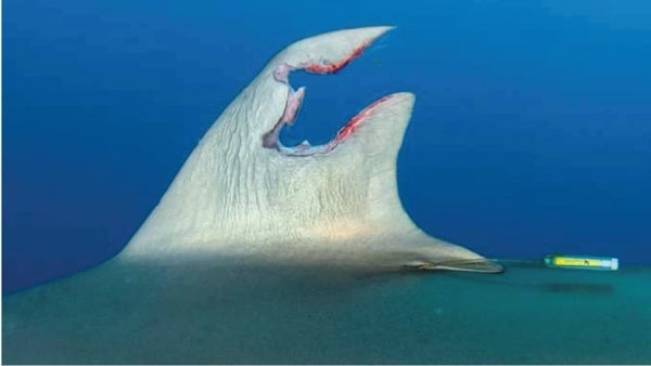 Silky Shark Shows Remarkable Dorsal Fin Regeneration After Injury