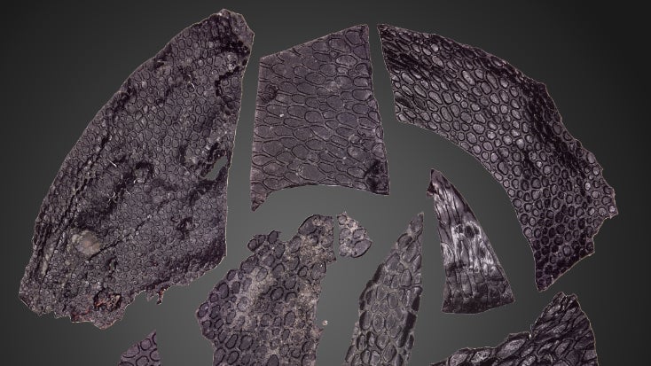 300-Million-Year-Old Fossil Reveals Earliest Known Reptile Skin