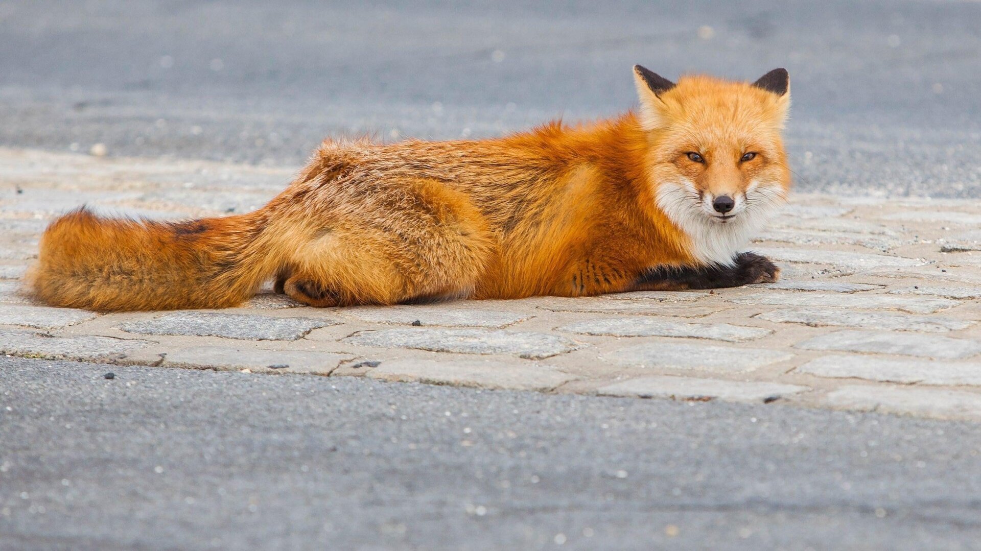 Ancient Foxes: More Than Just Wild Neighbors?