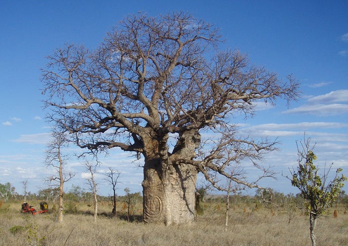 Centuries-Old Indigenous Carvings Discovered on Australian Boab Trees