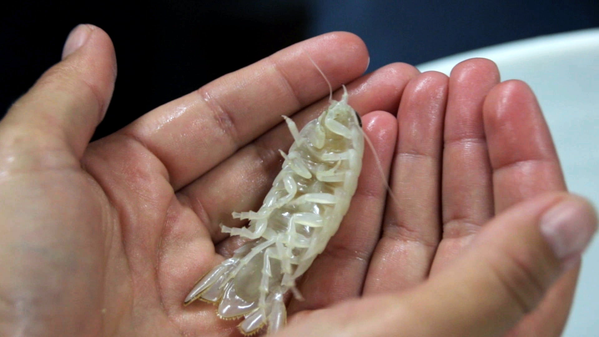 Alt:  Underwater photograph showing the deep-sea habitat where the new isopod species, Booralana nickorum, was discovered.