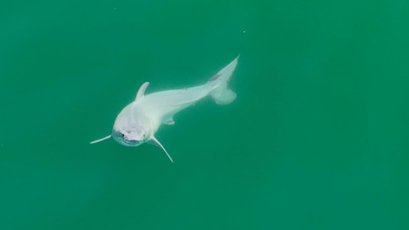 Newborn Great White Shark Captured on Film: A First for Science