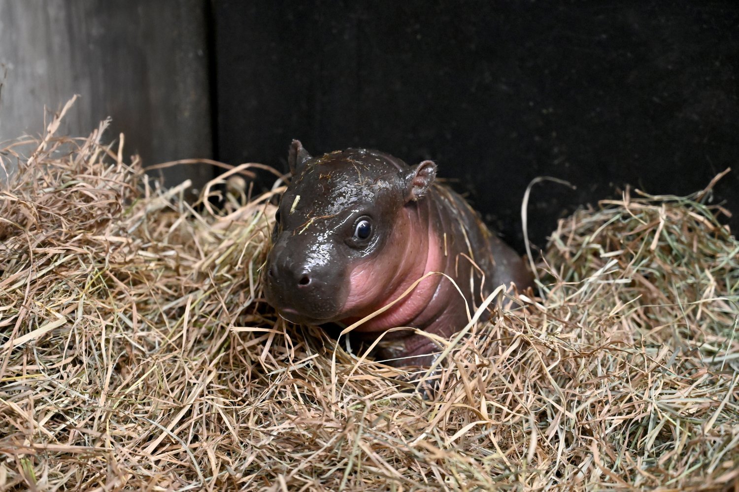 Virginia Zoo Welcomes Adorable Endangered Pygmy Hippo Calf