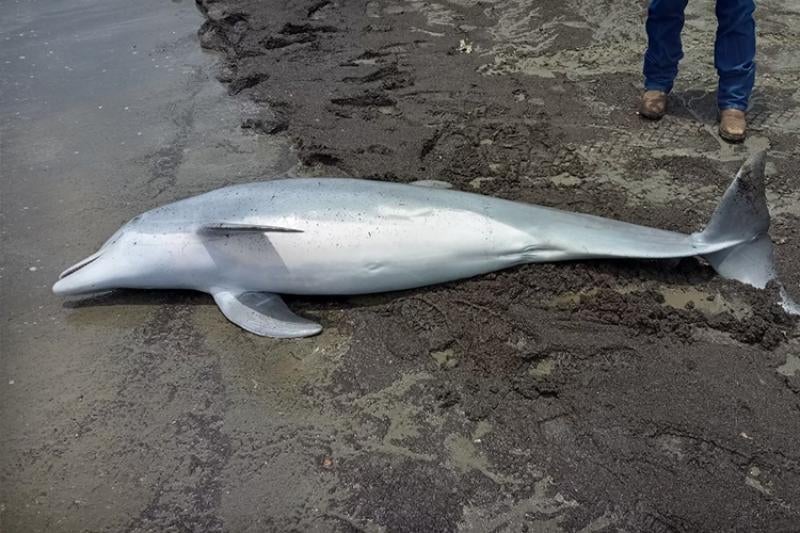 Dolphin Found Shot Dead in Louisiana, $20,000 Reward Offered