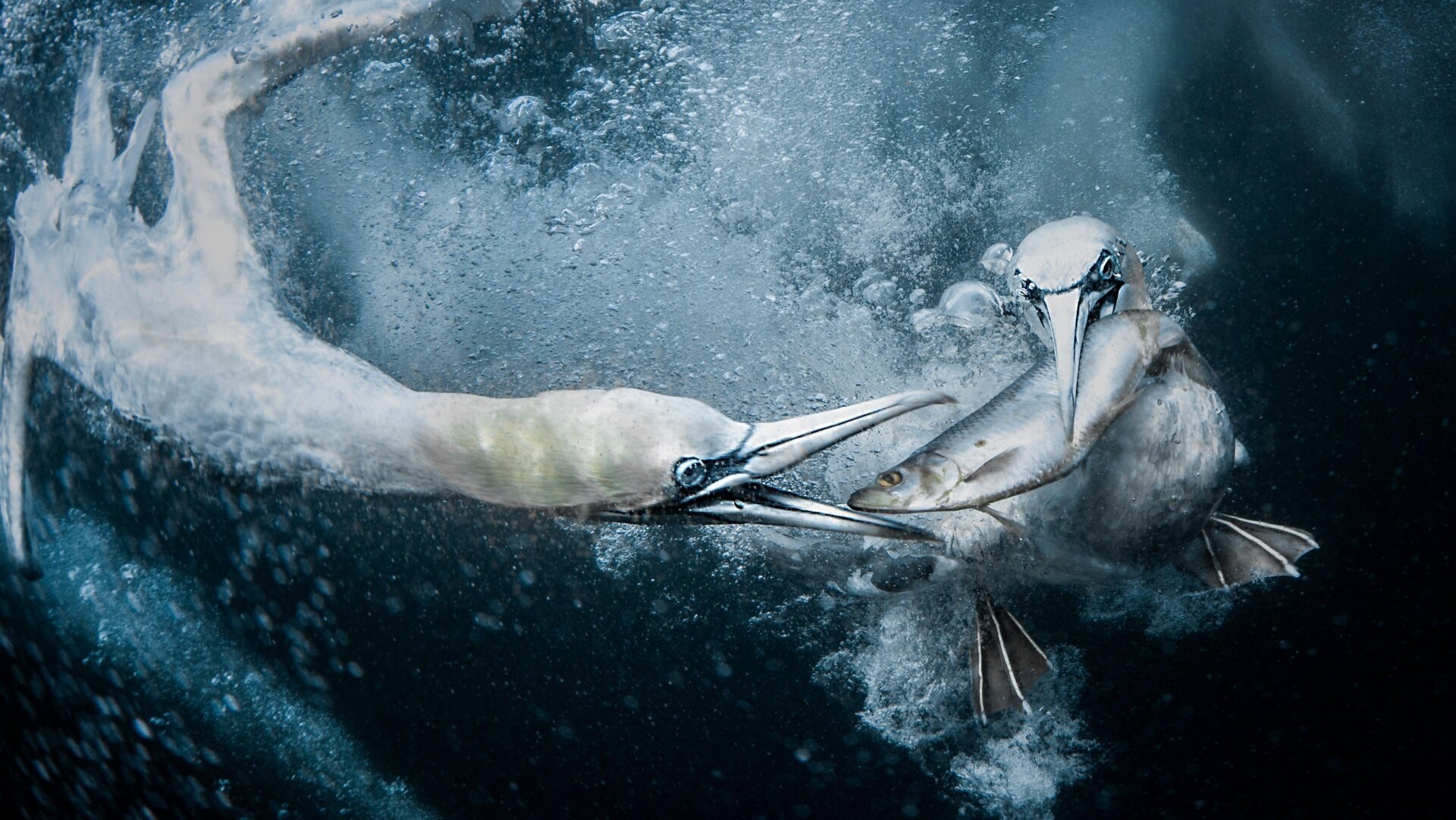 Capturing Earth's Biodiversity: World Nature Photography Awards Winners