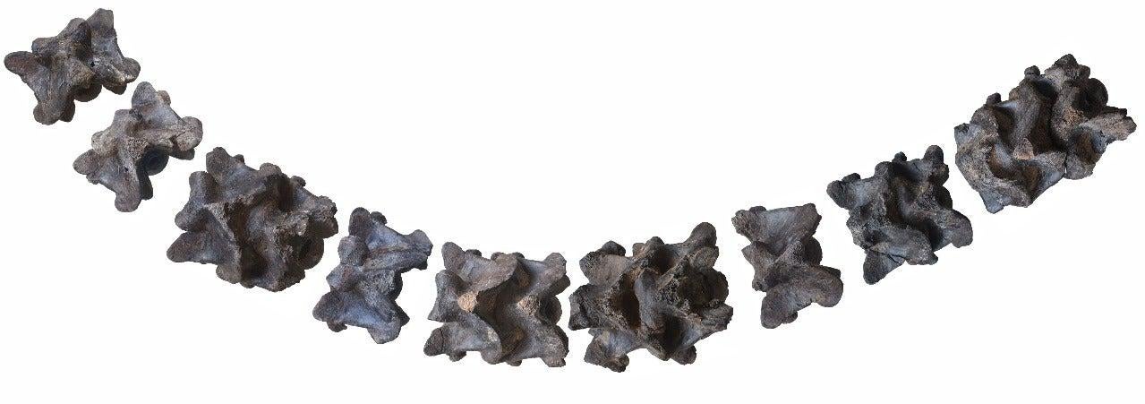 Reconstruction of Vasuki vertebrae.