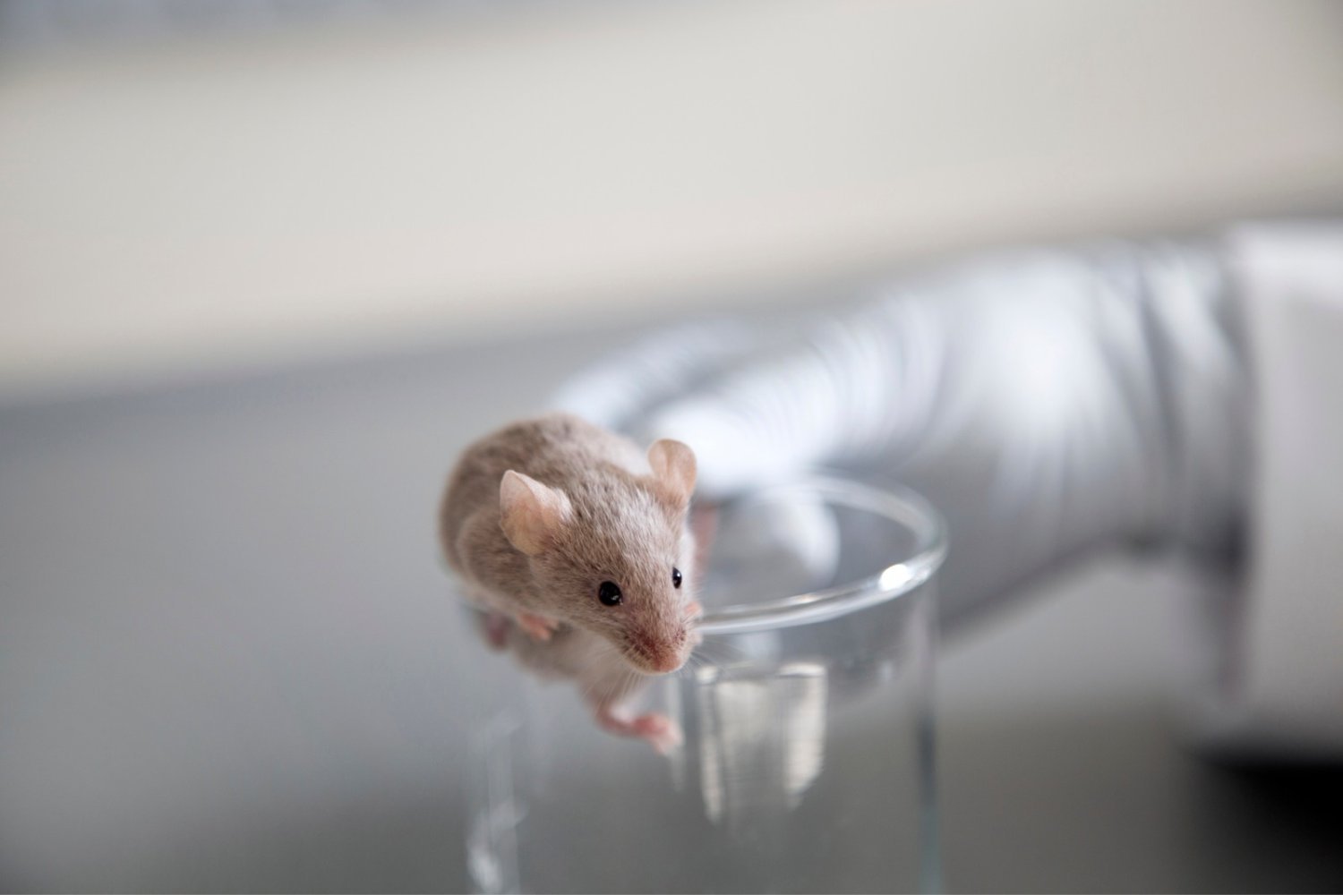 Breakthrough in Anorexia Treatment: Peptide Shows Promise in Mice