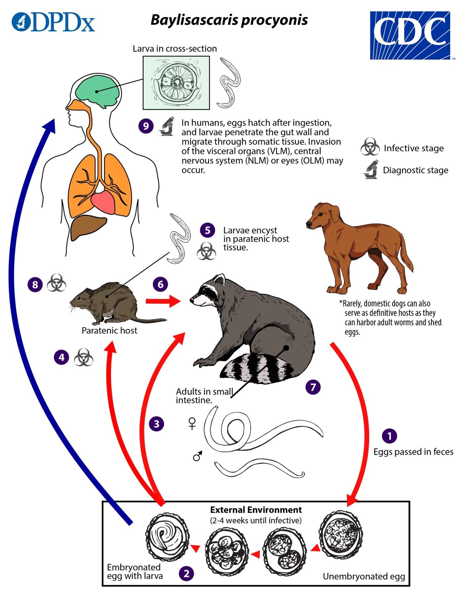 Raccoon Roundworm Life Cycle