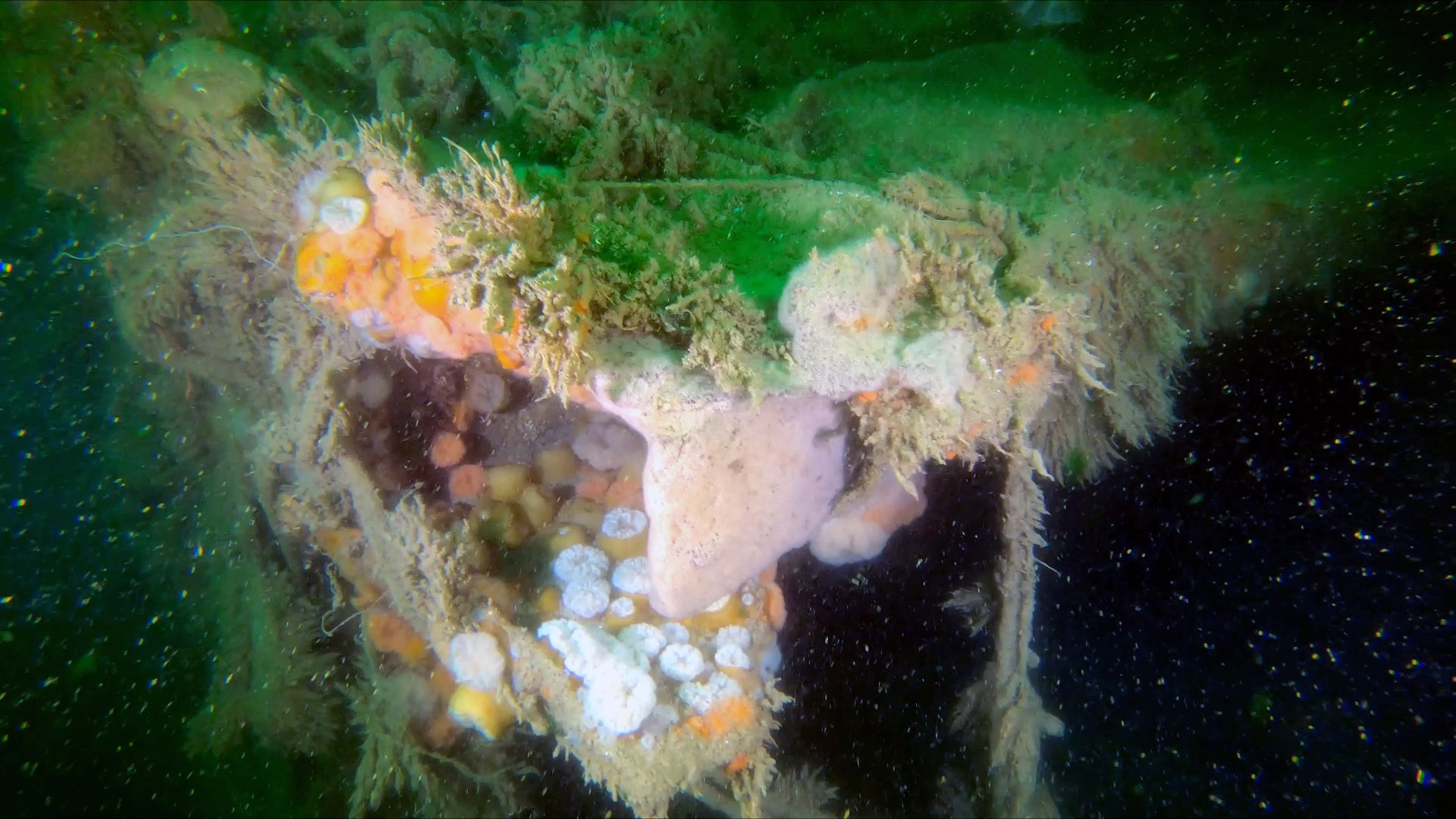 WWII Shipwreck Leaks Hazardous Pollutants into the North Sea