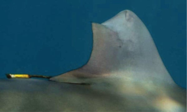 Regenerated dorsal fin of a silky shark, photographed in May 2023.