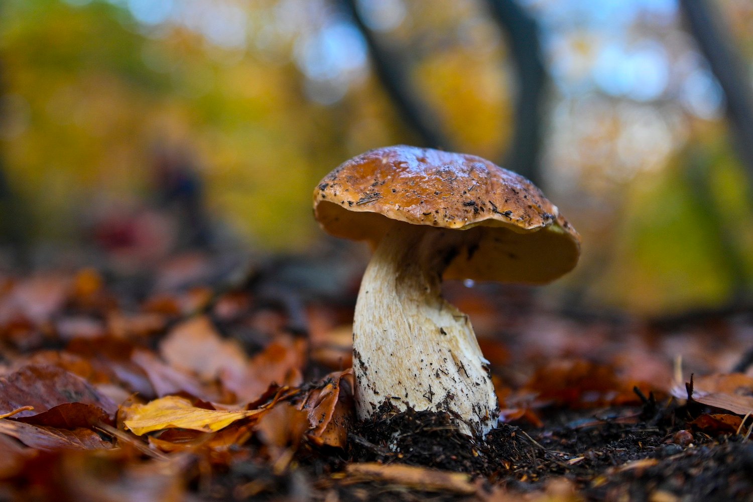 AI Chatbot Gives Dangerous Mushroom Cooking Advice in Facebook Foraging Group