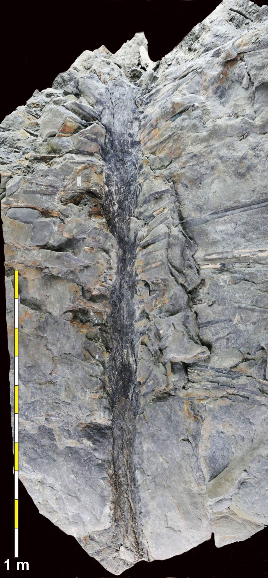 Fossil of Sanfordiacaulis densifolia, a 350-million-year-old tree.