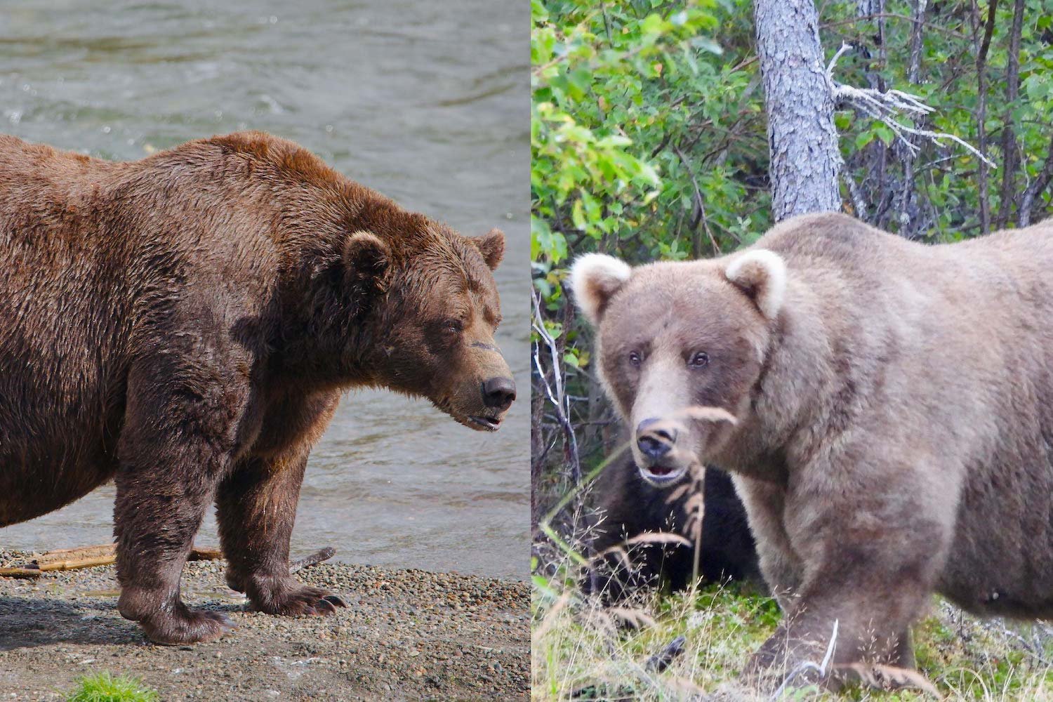 Grazer Crowned Fattest Bear at Katmai National Park for Second Year