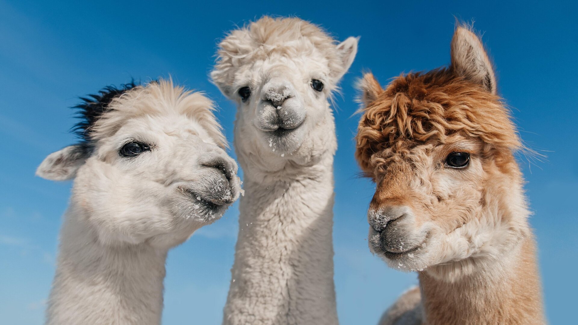 Unconventional Alpaca Reproduction: Direct Uterine Insemination