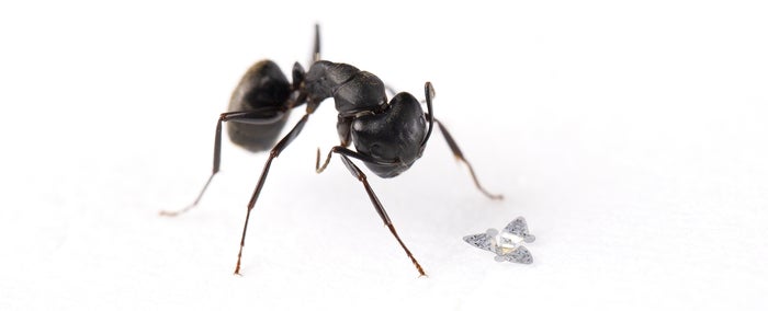 A microflier next to an ant to demonstrate scale.