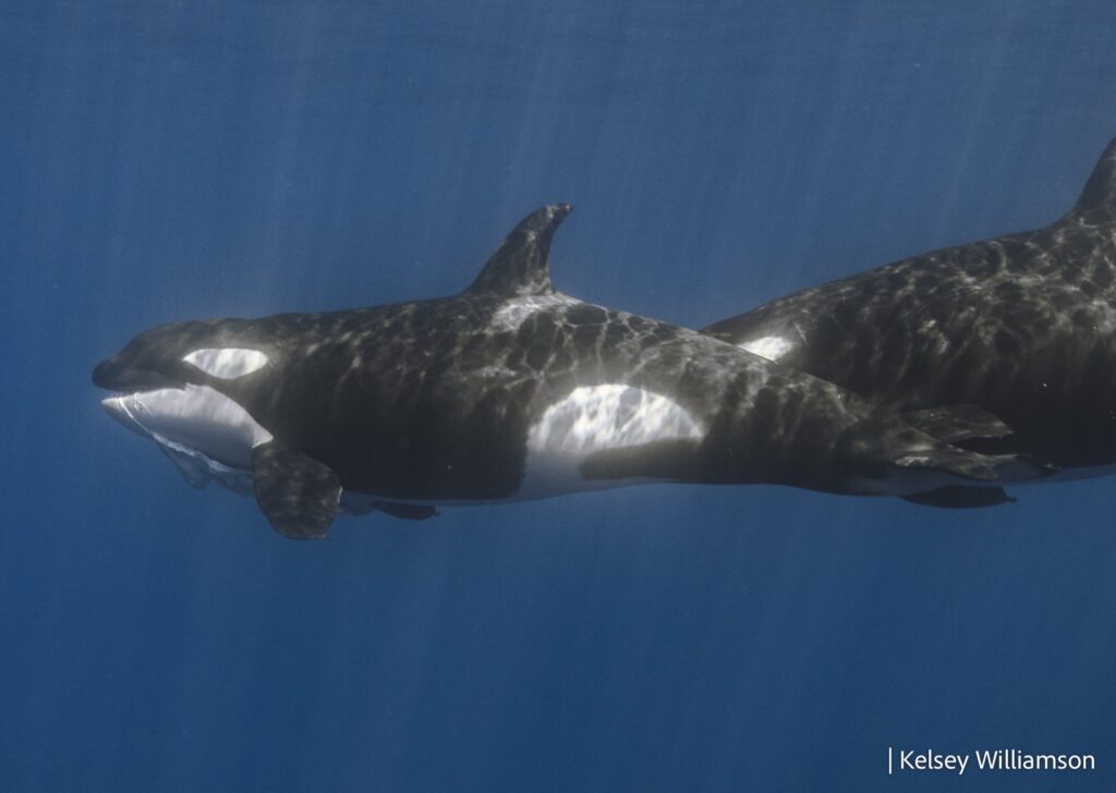 Orcas with whale shark carrion