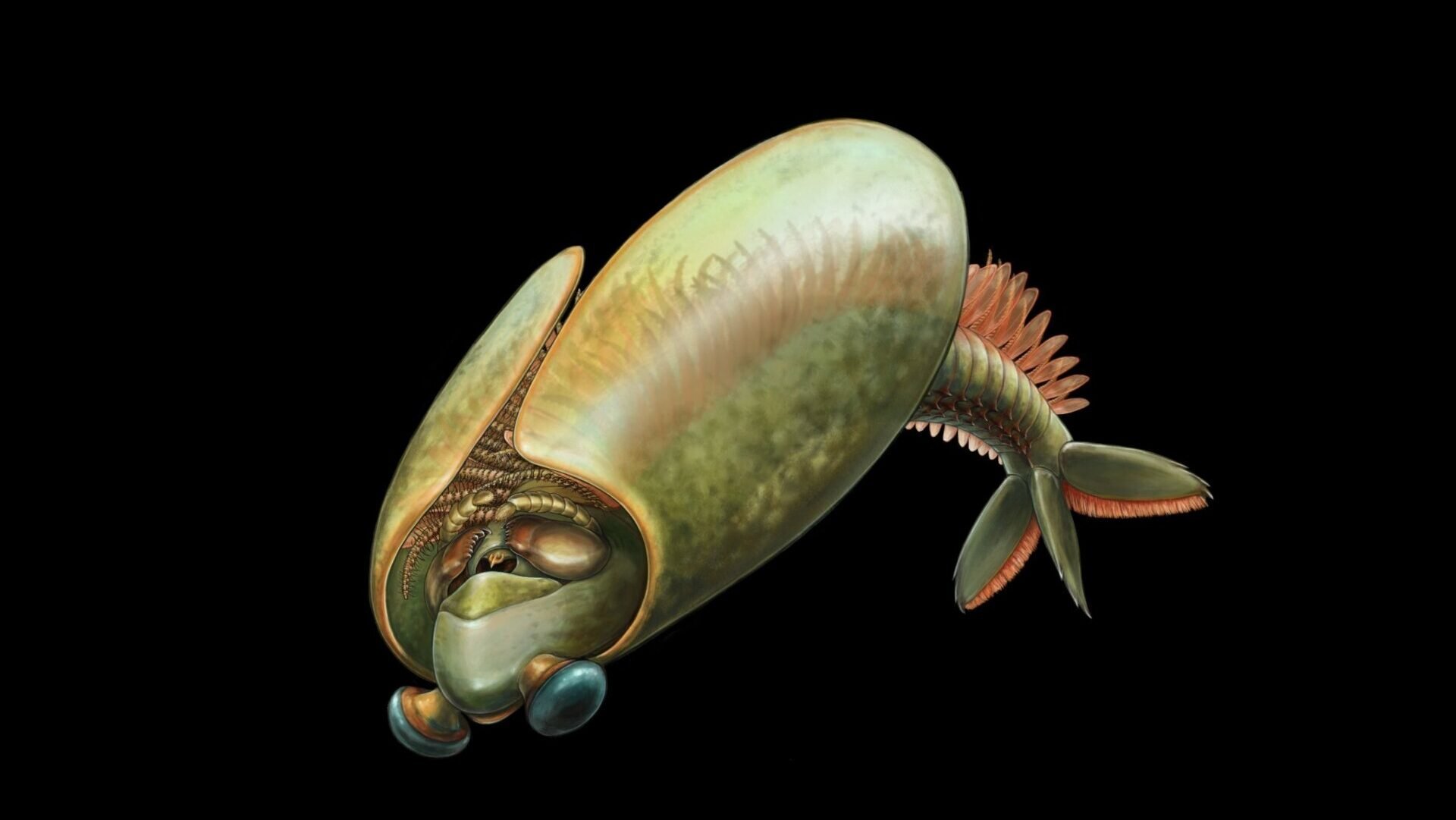 The Upside-Down Taco of the Cambrian Seas: *Odaraia alata*