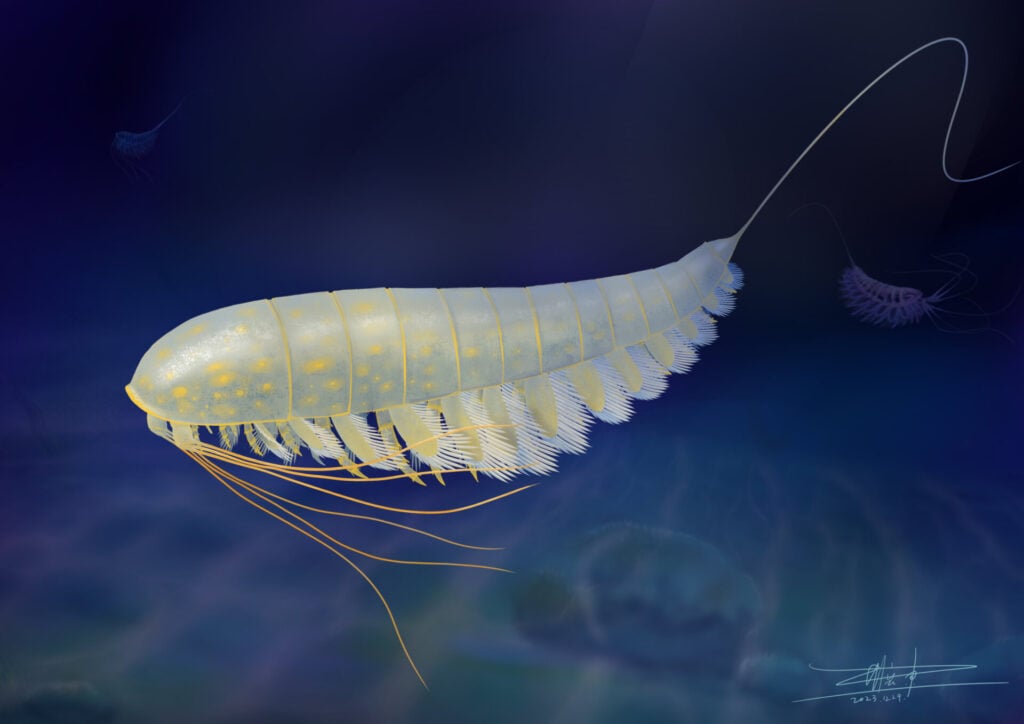 A life reconstruction of Lomankus.