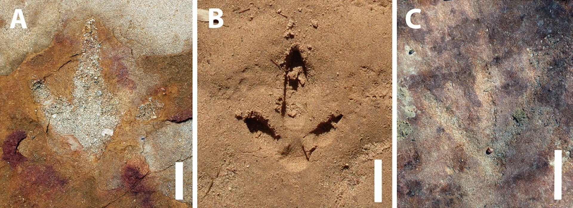 alt: A comparison of a dinosaur track, a recent track mimicking it, and a petroglyph that appears to also mimic the dinosaur track.