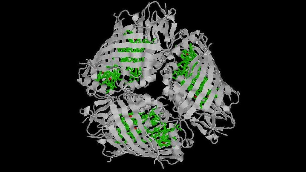 Is Photosynthesis Truly Quantum? New Research Challenges Existing Theories