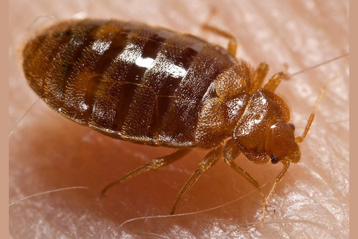 Uncovering the Genetic Secrets of Insecticide-Resistant Bed Bugs