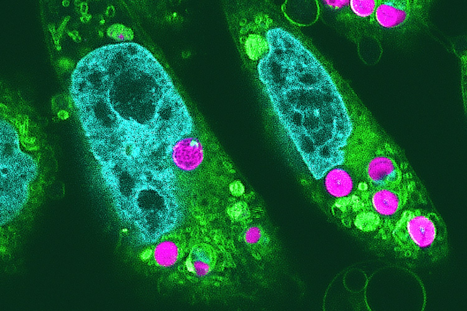 Photosynthetic Animal Cells: A Breakthrough in Bioengineering