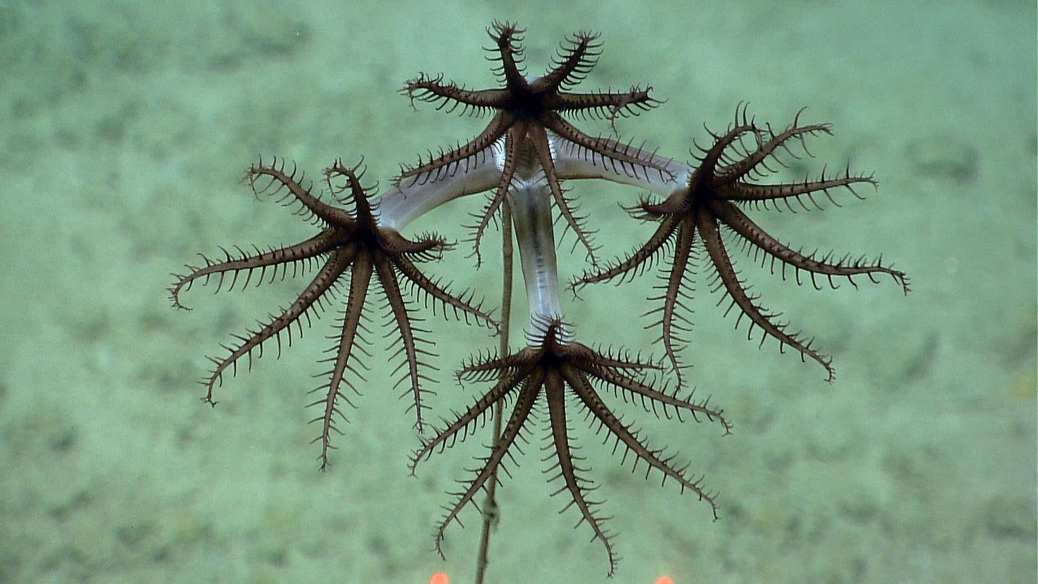 A vibrant octocoral in its underwater habitat.