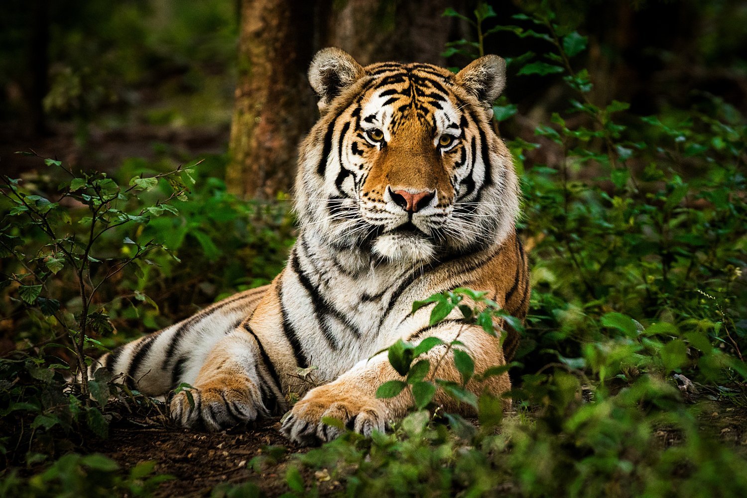 Bird Flu Devastates Big Cats in Vietnamese Zoos