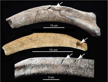 Three mammoth ribs from the site, showing (top to bottom) blunt force trauma, a puncture wound, and evidence of chopping.