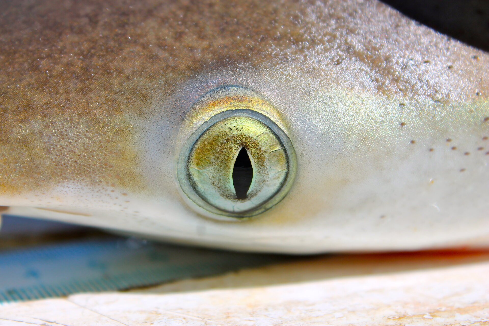 Cocaine Contamination Found in Brazilian Sharks